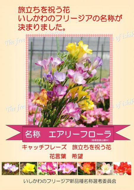 石川県原産フリージア エアローフローラ が決定 と桜 さちこルーム２２３８