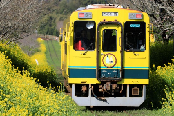 いすみ鉄道の春 Ohanefu Blog Snap Photo