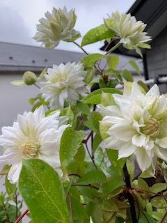 我が家のベランダ 心に浮ぶ よしなしごと 日記