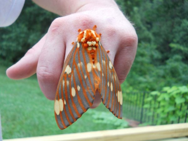 閲覧注意 ポケモンのキャタピー 実在した なんでもおまとめ