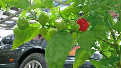 一閑人 由比ガ浜 ラーメン 湘南 プラス