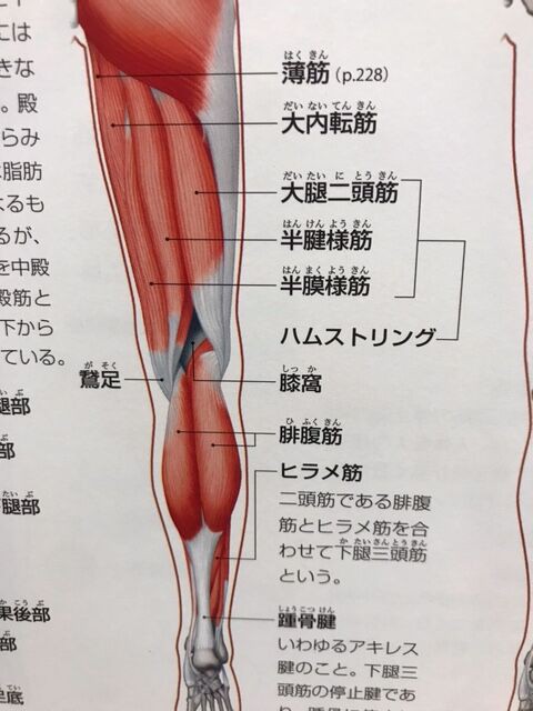 ハムストリング 大石コーチのテニス上達日記