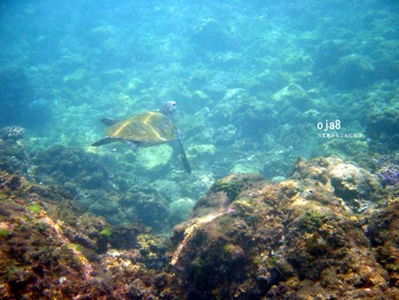 午後からも底土でシュノーケリング おじゃれ八丈島