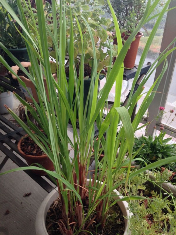 今朝の植物 レモングラス 働くママのためのお金カウンセラーの徒然diary