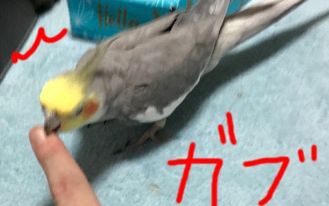 オカメインコを飼わない方がいい ５つの理由 後編 オカメインコのクロとぶち