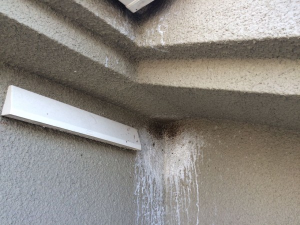 またもやコウモリによる壁の汚れ 岡村塗装の日記