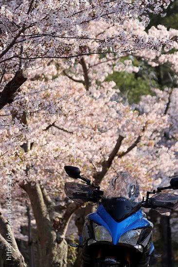 桜めぐり Gsx S1000f 加古川 日岡山公園 撮りたいモノを 撮りたいように撮る