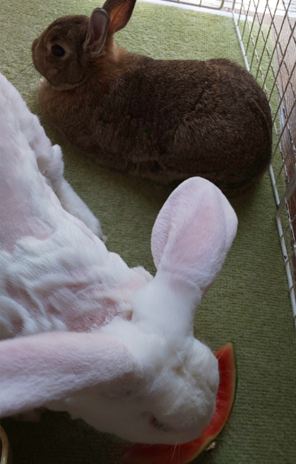 軽い気持ちで兎にスイカあげたら うしとねこのルームシェア日記