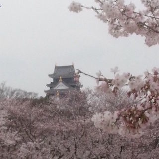 清明 澄んだ青空に映える桜 2017岡山さくらカーニバル 花見客らでにぎわう津山城跡 世界 地域 に目を向けグローバル 366 岡山県を中心にグローカル Gps Aps
