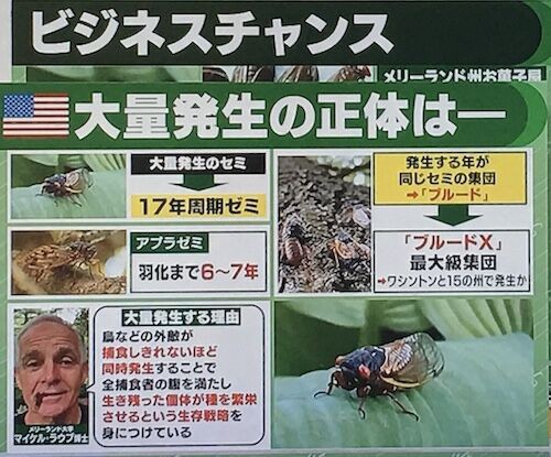 数兆匹の大発生も アメリカで １７年周期ゼミ 羽化始まる 算数 数学 発生の周期が １７年 という素数である理由 世界 地域 岡山 に目を向けグローバル 366 岡山県を中心にグローカル Gps Aps