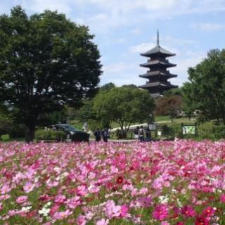 コスモス 色鮮やかに 総社 備中国分寺周辺 岡山 世界 地域 岡山 に目を向けグローバル 366 岡山県を中心にグローカル Gps Aps