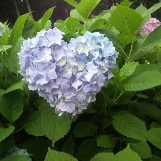 岡山県 色とりどりのアジサイ見ごろ 世界 地域 岡山 に目を向けグローバル 366 岡山県を中心にグローカル Gps Aps