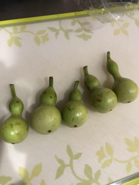 ミニひょうたん のレシピ 食べて見ました 岡山で古家のリノベーションとdiyと子育て