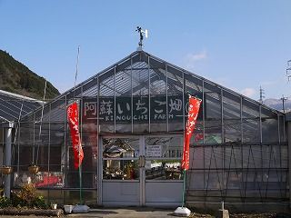 阿蘇いちご畑 木之内農園