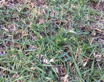 芝生の手入れ 17 その3 5月 せからしか我が家