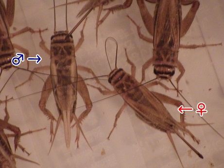 イエコの産卵床 ヤモリといっしょ