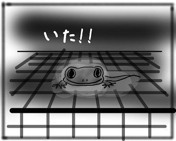 見つけた ヤモリといっしょ