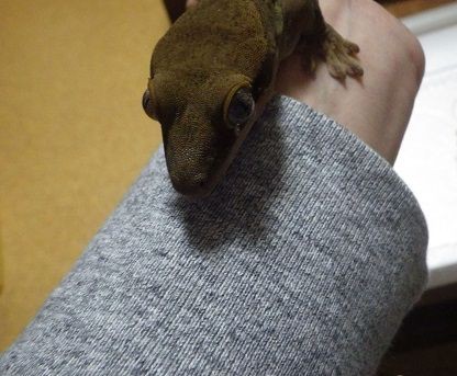 さあみんな、レオパゲルを食べてくれ : ヤモリといっしょ
