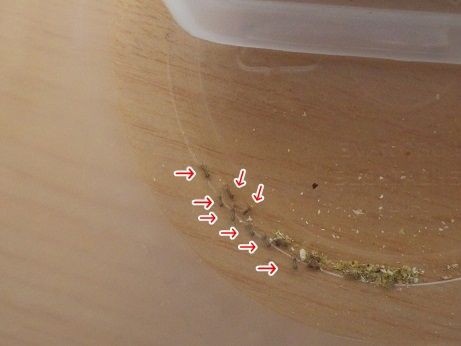 イエコの孵化 初令イエコの飼育 ヤモリといっしょ