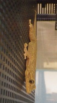 通販 激安 ニホンヤモリケージ模様替え : ヤモリといっしょ ギター