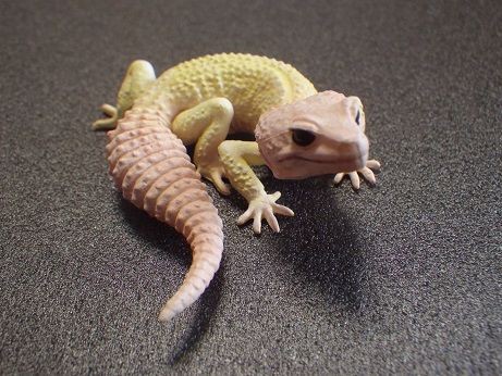 ヤモリ大全Ⅱ クレステッドゲッコー : ヤモリといっしょ