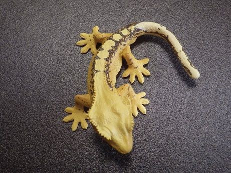 ヤモリ大全Ⅱ クレステッドゲッコー : ヤモリといっしょ