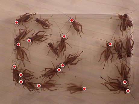 イエコの産卵床 ヤモリといっしょ