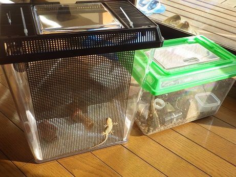 ニホンヤモリケージ模様替え : ヤモリといっしょ