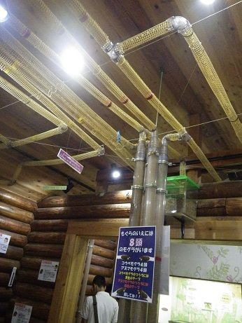 多摩動物公園へ行ってきました ヤモリといっしょ