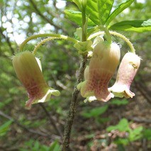 ウスギヨウラク : 山野草の解説