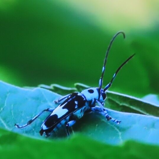 珍しい昆虫 ルリボシカミキリ ハナムグリ2種 テレビで自然観察会