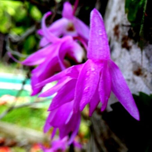 庭の花 セッコク フタリシズカ コナスビ 五葉松のマツボックリ 定年生活