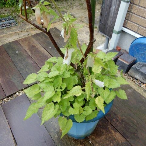 庭の花 鉢にホタルブクロ 葉っぱでいっぱいになった 定年生活