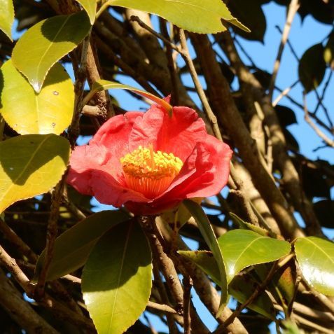 庭の花 ツバキ ビオラ ハコベ クロッカス 16 10 定年生活 庭の花 ツバキ ビオラ ハコベ クロッカス 16 10 定年生活