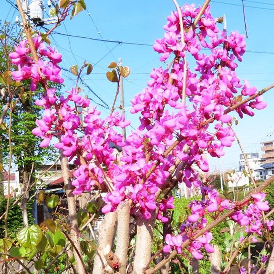 町の花 水道道路の花 その3 カイドウ・ハナズオウ・ツツジ : 定年生活