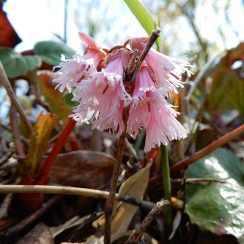 長野山のイワカガミ咲く 定年生活