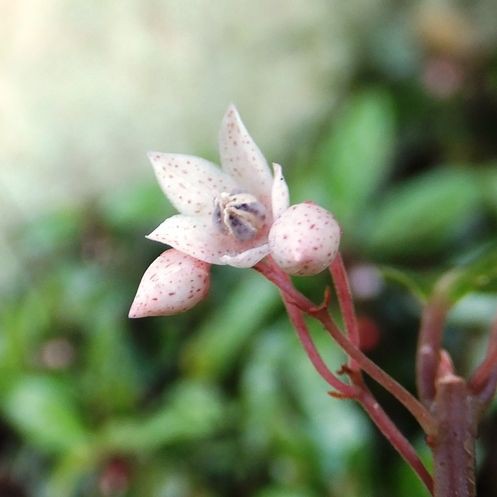 庭の花 咲いた花 十両 百両 千両 １５ ９４ 定年生活