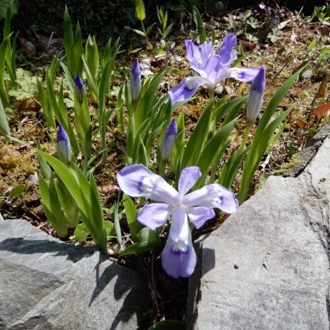 庭の花 ヒメシャガと思っていた花がイリスクラスタータでした 定年生活