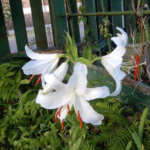 庭の花 カサブランカ オニユリ ヒオウギ最盛期 定年生活