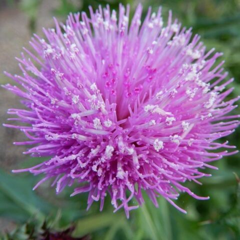 庭の花 シロバナアザミと思っていた株がアザミだった 黒白ならぬ赤百をつける 定年生活
