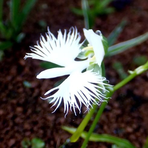 庭の花 咲いた花 サギソウ マツムシソウ フウセンカズラ １５ １１８ 定年生活