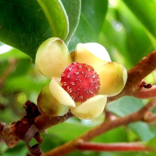 庭の花 サネカズラ 定年生活