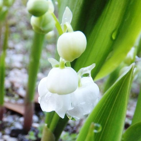 庭の花 咲いた花 鈴蘭 １５ ３２ ニホンスズラン 定年生活