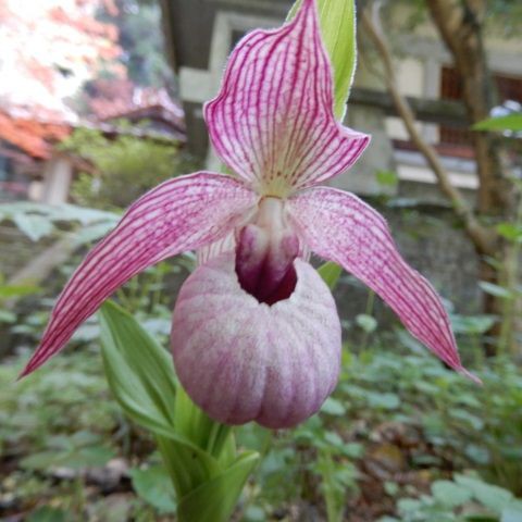 アツモリソウ : 山野草の解説