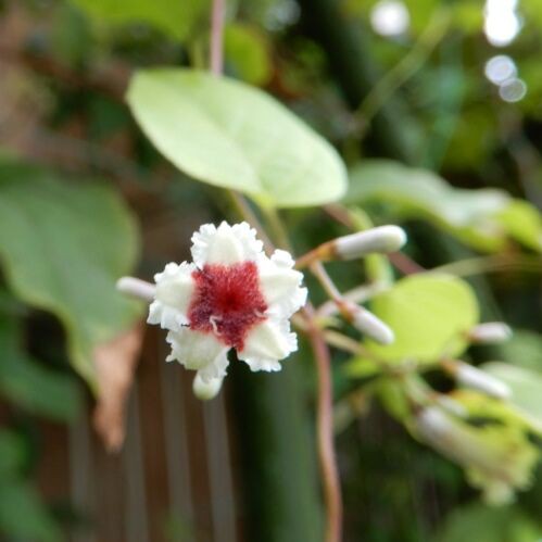 庭の花 クロホウズキ 早乙女花 ハンゲショウ パイナップルリリー 定年生活