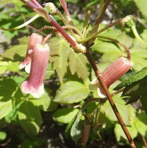 ウスギヨウラク : 山野草の解説