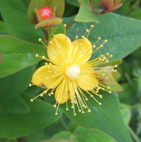 庭の花 庭で咲いた花 アヤメとセイヨウオトギリソウ ヒメコバンソウ 定年生活