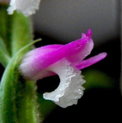 庭の花 ネジバナ 16 107 定年生活 庭の花 ネジバナ 16 107 定年生活