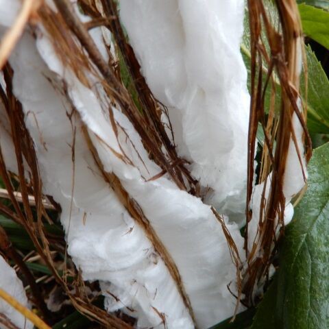 シモバシラの霜柱 定年生活