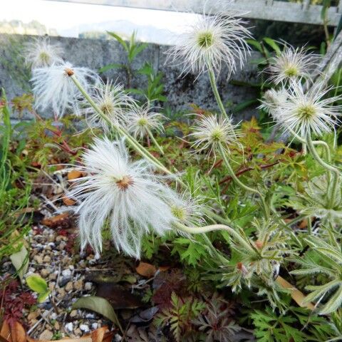 庭の花 オキナグサの採り撒き時期 定年生活